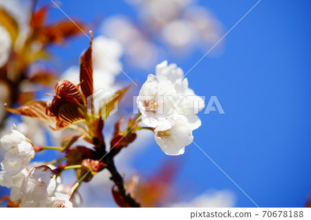 櫻花大抓櫻花 70678188