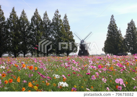 Windmill and cosmos in full bloom Windmill and cosmos in full bloom 70678882