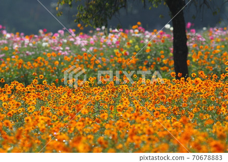Kibana cosmos in full bloom with beautiful oranges Kibana cosmos in full bloom with beautiful oranges 70678883