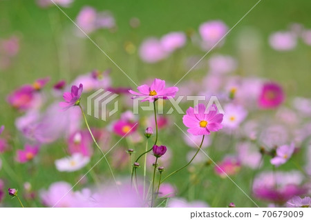 波斯菊盛開 70679009