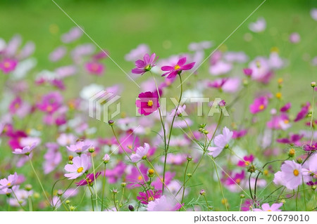 波斯菊盛開 波斯菊盛開 70679010