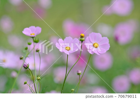 波斯菊盛開 70679011