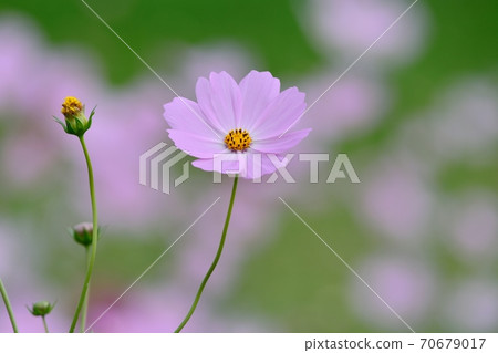 波斯菊盛開 70679017