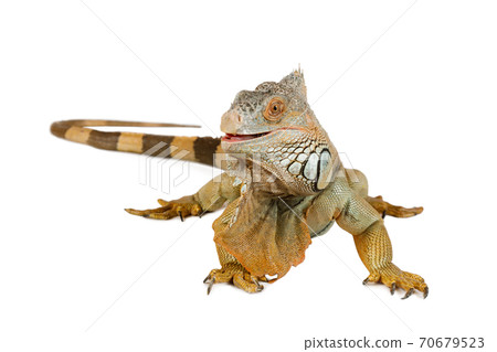 Large Green Iguana over white 70679523