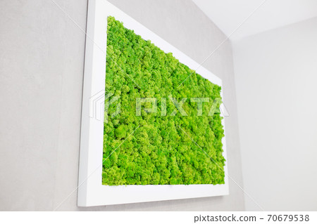 Green moss on the wall in the form of a picture. Beautiful white frame for a picture. Ecology. Green moss on the wall in the form of a picture. Beautiful white frame for a picture. Ecology. 70679538