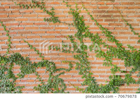 Red brick wall pattern surface texture with Ivy plant with leaves, green creeper bush and vines. Material for design decoration background. Red brick wall pattern surface texture with Ivy plant with leaves, green creeper bush and vines. Material for design decoration background. 70679878