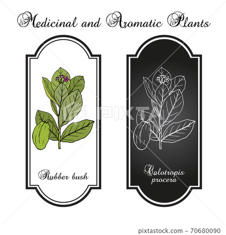 Rubber bush, or sodom apple, Calotropis procera , medicinal plant Rubber bush, or sodom apple, Calotropis procera , medicinal plant 70680090