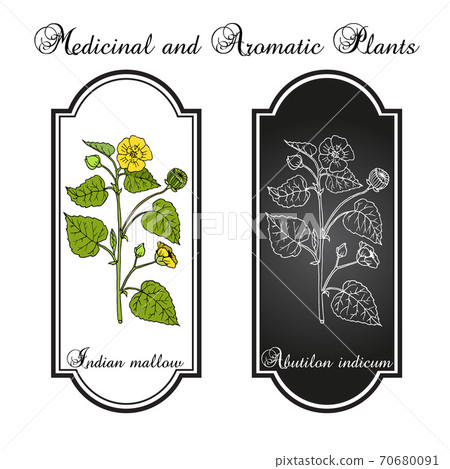 Indian abutilon or mallow Abutilon indicum , medicinal plant Indian abutilon or mallow Abutilon indicum , medicinal plant 70680091