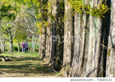 Old men and women walking along the Metasequoia trees 70680131