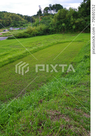 Fallow fields covered by weeds 70680152