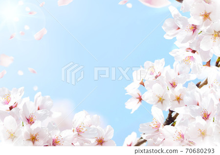 Cherry blossoms and blue sky frame 70680293