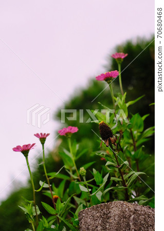 Flowers blooming on the road 70680468