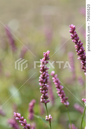 Persicaria longise Persicaria longise 70680820