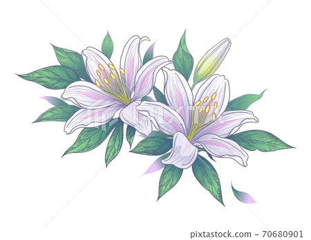 Hand Drawn Bunch with White Lily Flowers - Stock Illustration [70680901 ...