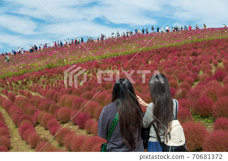 [Woman enjoying Kokia and Cosmos overlooking Miharashinooka] 70681372