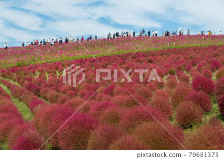 [Kokia and Cosmos overlooking Miharashinooka] 70681373