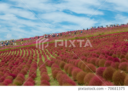 [Kokia and Cosmos overlooking Miharashinooka] 70681375