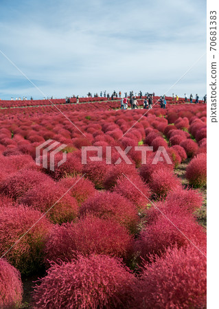 [Kokia overlooking Miharashinooka] 70681383