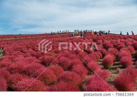 [Kokia overlooking Miharashinooka] 70681384