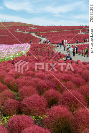 [Kokia and Cosmos overlooking Miharashinooka] 70681398