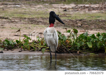 Jabiru (Pantanal, Brazil) Jabiru (Pantanal, Brazil) 70682079
