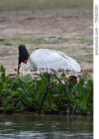 Jabiru (Pantanal, Brazil) Jabiru (Pantanal, Brazil) 70682081