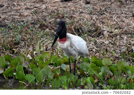 Jabiru (Pantanal, Brazil) Jabiru (Pantanal, Brazil) 70682082