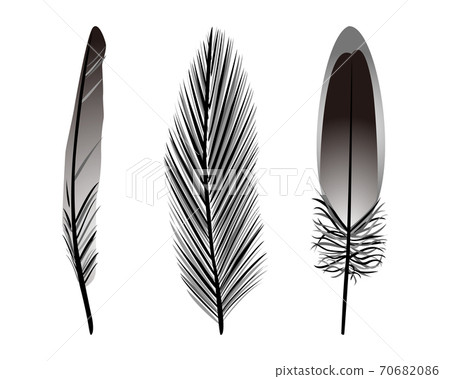 Feather of Birds. Black Feather Silhouette for Logo Vector Set