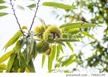 Autumn fruit chestnut Autumn fruit chestnut 70682195