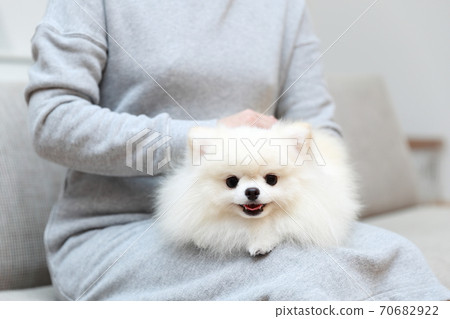 Woman sitting on a sofa and hugging a Pomeranian boy 70682922