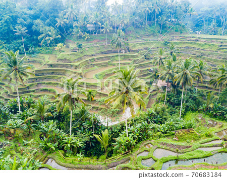 Bali Rice Terraces Tegalalang Rice Terrace Bali Rice Terraces Tegalalang Rice Terrace 70683184