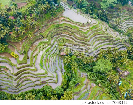 Bali Rice Terraces Tegalalang Rice Terrace Bali Rice Terraces Tegalalang Rice Terrace 70683191