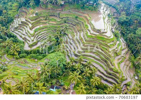 Bali Rice Terraces Tegalalang Rice Terrace 70683197