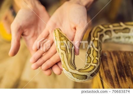 Smiling boy holding python in his hands 70683874