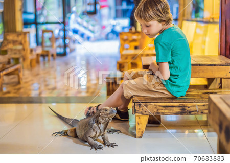 Boy and iguana- also known as Common iguana or American iguana, is a large, arboreal, mostly herbivorous species of lizard of the genus Iguana native to Central, South America 70683883