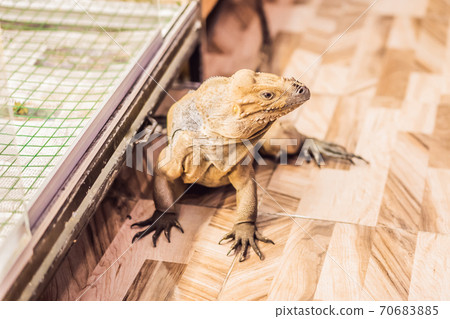 iguana- also known as Common iguana or American iguana, is a large, arboreal, mostly herbivorous species of lizard of the genus Iguana native to Central, South America 70683885