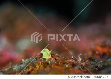 藏紅花Iroumiushi第1部分 70684223