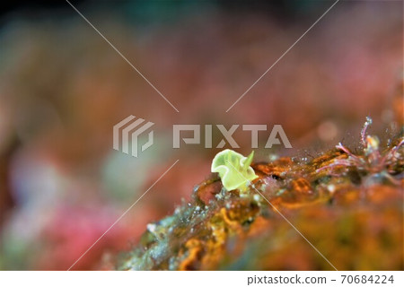 藏紅花Iroumiushi第2部分 70684224