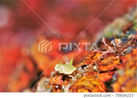 Saffron Iroumiushi Part ③ Saffron Iroumiushi Part ③ 70684225