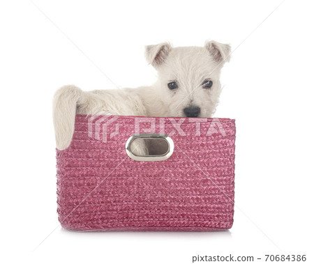 puppy West Highland White Terrier puppy West Highland White Terrier 70684386