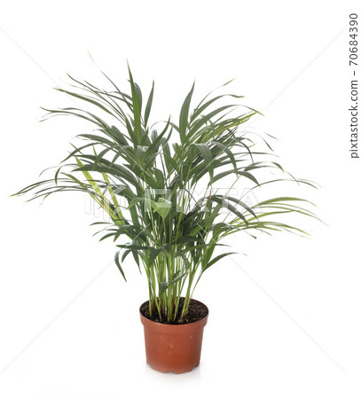 kentia in studio kentia in studio 70684390