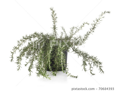 Rosemary in studio 70684393