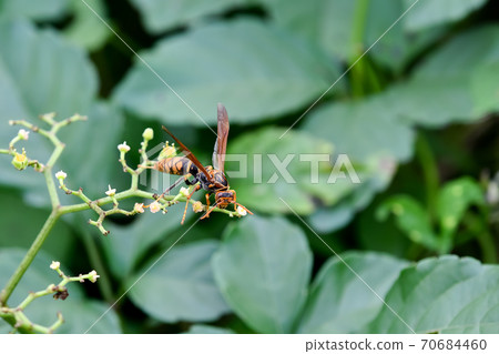 Polistes jokahamae Polistes jokahamae 70684460