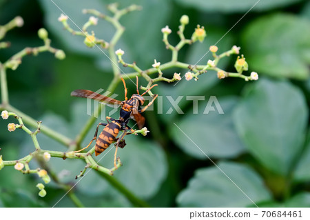 Polistes jokahamae Polistes jokahamae 70684461