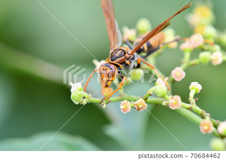 Polistes jokahamae Polistes jokahamae 70684462