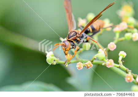 Polistes jokahamae 70684463