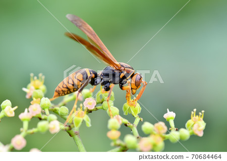 Polistes jokahamae Polistes jokahamae 70684464