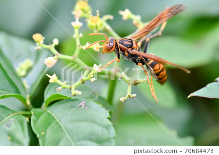 Polistes jokahamae 70684473