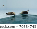 Sunbathing of harbor seals 70684743