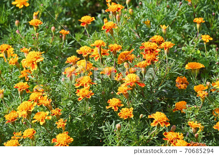 萬壽菊 萬壽菊 70685294